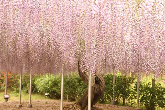 A csodálatos Ashikaga virág park